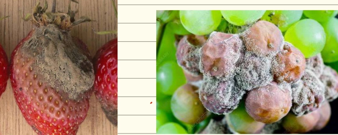 <p>Botrytis cinerea - siva plesen na mnogih rastlinah</p>