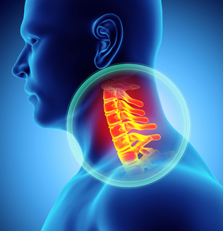 <p>vertebrae are the seven vertebrae in the neck region, numbered C1 to C7, that support the skull and allow for a range of head movements. </p>