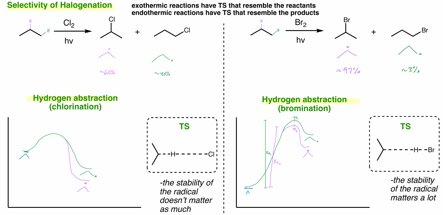 <ul><li><p><strong>exo</strong>thermic reactions → TS resemble <strong>reactants </strong></p></li><li><p><strong>endo</strong>thermic reactions → TS resemble <strong>products</strong></p><ul><li><p>don’t get good selectivity for better radical b/c exothermic </p></li></ul></li></ul><p></p>