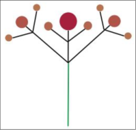 <ul><li><p>Determinate Inflorescence</p></li><li><p>Compound Modification</p></li><li><p>Each Pedicel becomes Mini-Inflorescence</p></li><li><p>Oldest Branch in Middle</p></li></ul><p></p>
