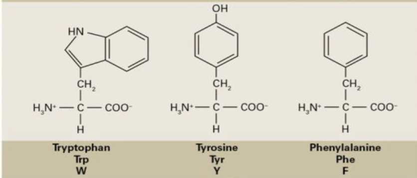 <p>Tryptophan, Tyrosine, Phenylalanine</p>