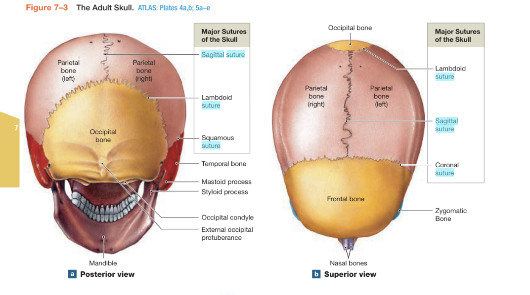 <p><span style="background-color: transparent;">The joint between the occipital and parietal bones (back of head).</span></p>