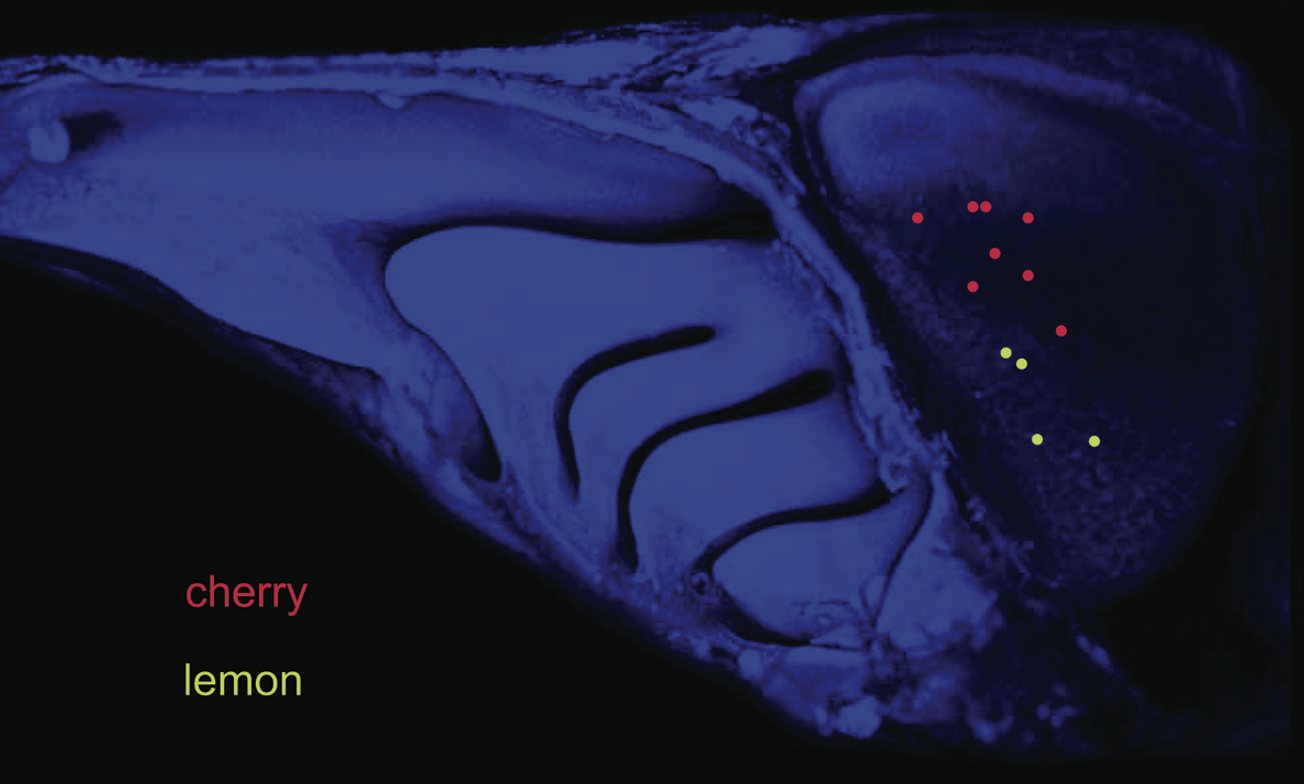 <p>By <strong>unique</strong> <strong>spatial patterns of activated glomeruli </strong>in OB</p>