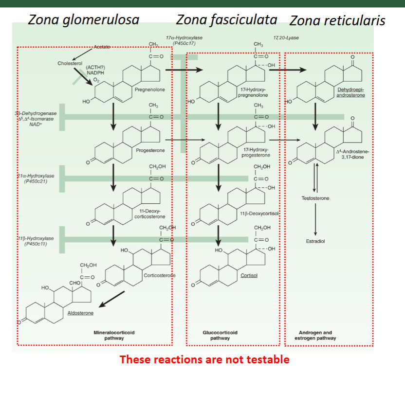 <p>cholesterol turns to prenenolone in mitochondira (rate limiting step) under influence of ACTH</p><p>prenenolone diffuse back to cytosol and remainder of processing steps occur in SER</p>
