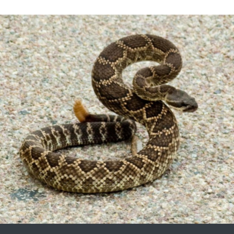 <p>name this animal</p>