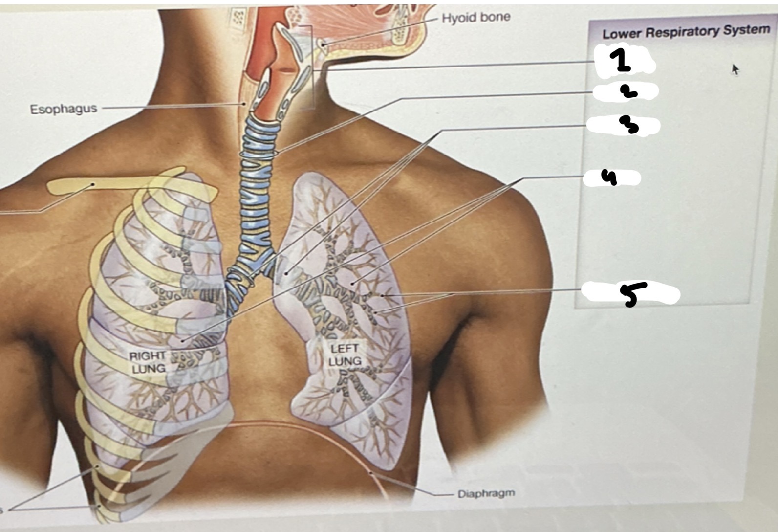 <p>Components of the Lower Respiratory</p><p>SYSTEM:</p><p>1.XX</p><p>2.XX</p><p>3.XX</p><p>4.XX</p><p>5.XX</p>