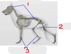 <p>Classification of bones</p><p>What is #3?</p>