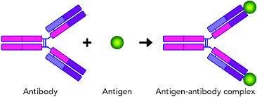 <p><span><strong>Agglutination </strong>(clumping) of blood due to incompatibility</span></p>