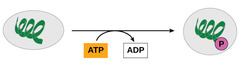 <p>creates a more stable </p><p>ADP molecule</p><p>(Note: transitions from </p><p>less stable to more </p><p>stable molecules </p><p>always releases energy)</p>