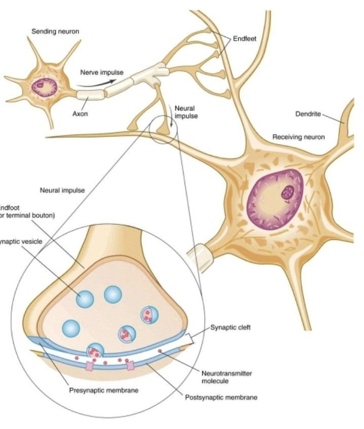 <p>What’s an EPSP and what two factors influence it?</p>