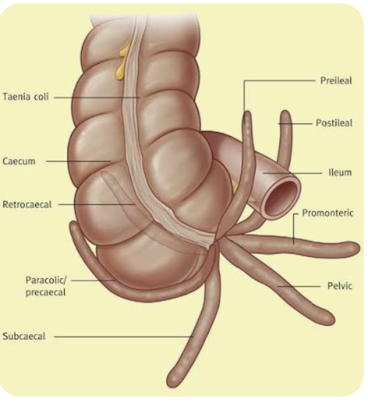 <p>Whats the name for the smooth muscle band that runs along the large intestine</p>