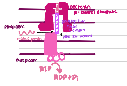 <p>major secretion route, SEC-dependent</p>