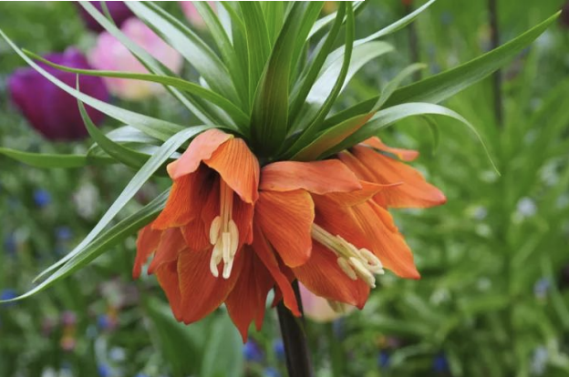 <p>wavy leaf margins bottom 1/2<br>crowned w/ orange-red campanulate flowers</p>