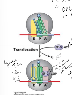 <p>Ef-G by hydrolyzing GTP</p>