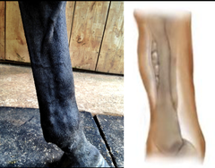 <p>What is the prognosis for dorsal 3rd metacarpal periostitis?</p>