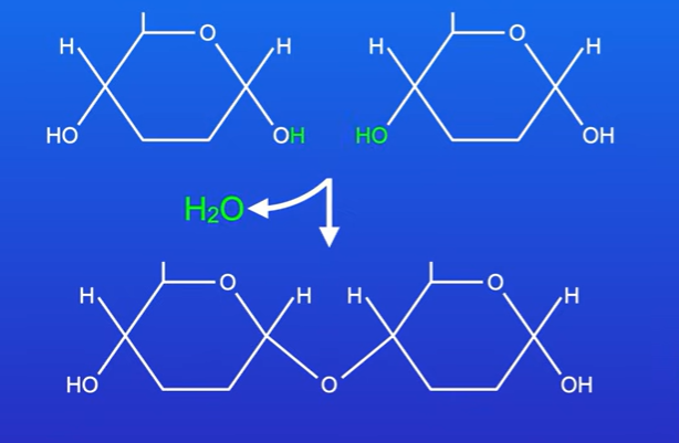 <p>When two monosaccharides chemically react together</p><p>When we make a disaccharide, we also produce a molecule of water, water molecule is formed from a hydrogen atom from one of the monosaccharides, and hydroxyl group from other. This is called condensation reaction</p>