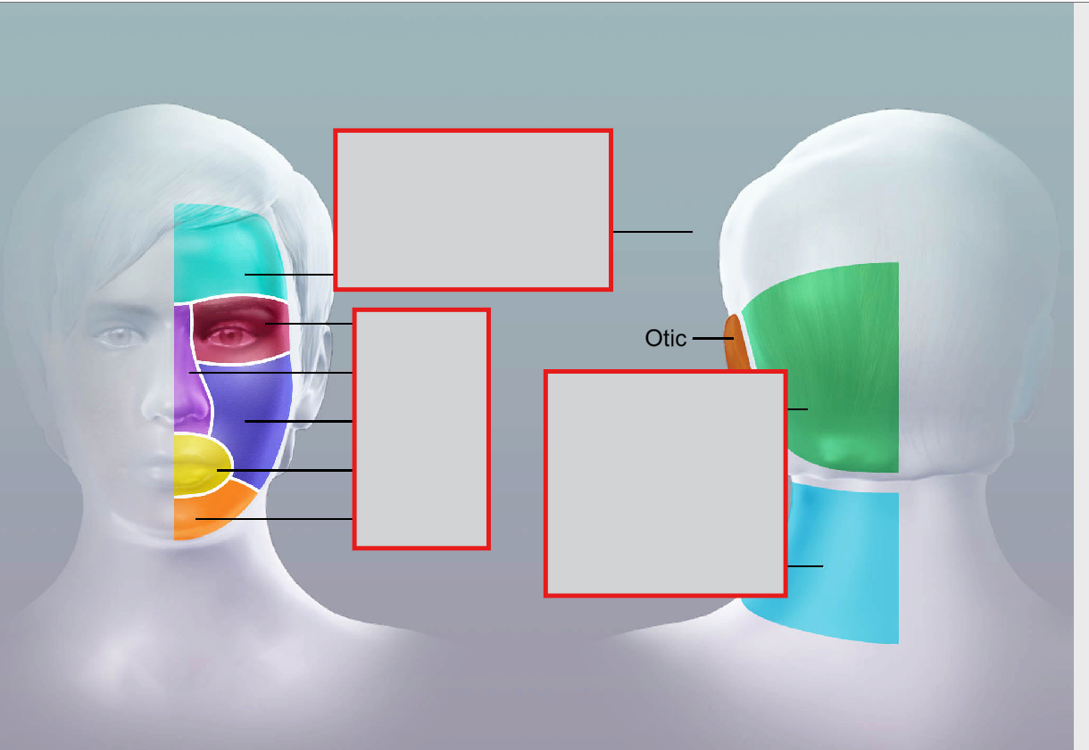 <p>otic</p>