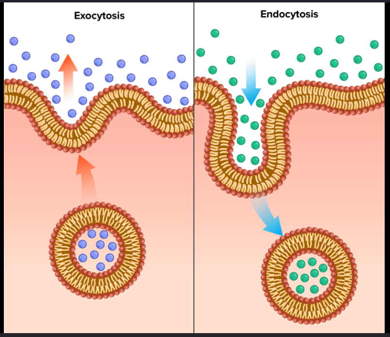 <ul><li><p><strong>Exocytosis:</strong> Increases membrane surface area by fusing ER/Golgi-derived vesicles with the plasma membrane, delivering new lipids and proteins.</p></li><li><p><strong>Endocytosis:</strong> Decreases surface area by "pinching off" sections of the plasma membrane to bring materials into the cell for recycling or degradation.</p></li><li><p><strong>Balance:</strong> Together, they maintain the steady-state size and specific protein/lipid makeup of the cell's exterior.</p></li></ul><p></p>