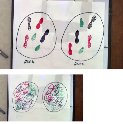 <ul><li><p>Nuclear envelope reforms</p></li><li><p>Spindle disappears</p></li><li><p>DNA reverts to chromatin</p></li><li><p>Nucleolus reforms</p></li></ul><p></p>