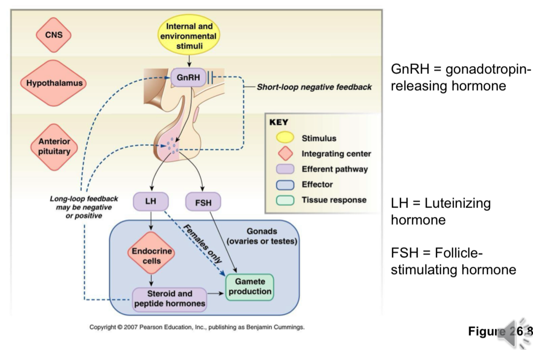 <ul><li><p>CNS detects internal and external stimuli</p></li><li><p>GnRH = gonadotropin-releasing hormone</p><ul><li><p>Produced by the hypothalamus</p></li></ul></li><li><p>LH = Luteinizing hormone and FSH = Follicle-stimulating hormones</p><ul><li><p>Produced by the anterior pituitary gland</p></li><li><p>LH triggers the endocrine cells to produce steroid and peptide cells</p><ul><li><p>The steroid and peptide cells help in the production of gamates</p></li><li><p>In females also directs involved in gamete production</p></li></ul></li><li><p>FSH directly affects the reproduction glands (testes/ovaries) for gamete production</p></li></ul></li></ul><p></p>