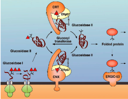 <ul><li><p>UDP-glucose:glycoprotein glucosyl-transferase (UGGT) in ER lumen mediates quality control</p></li><li><p>only interacts with unfolded proteins, glycosylates them, and ‘tags’ protein for renewed interaction with CRT and CNX to allow protein folding</p></li><li><p>if folding does not occur within a predetermined time period, protein will be targeted for degradation. Identity of “timer” is unknown</p></li></ul><p></p>