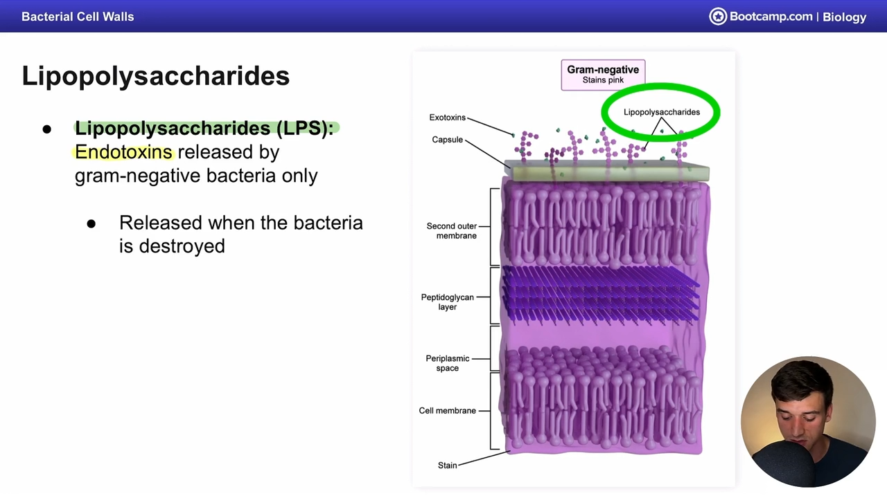 <p>lipopolysaccharides </p>