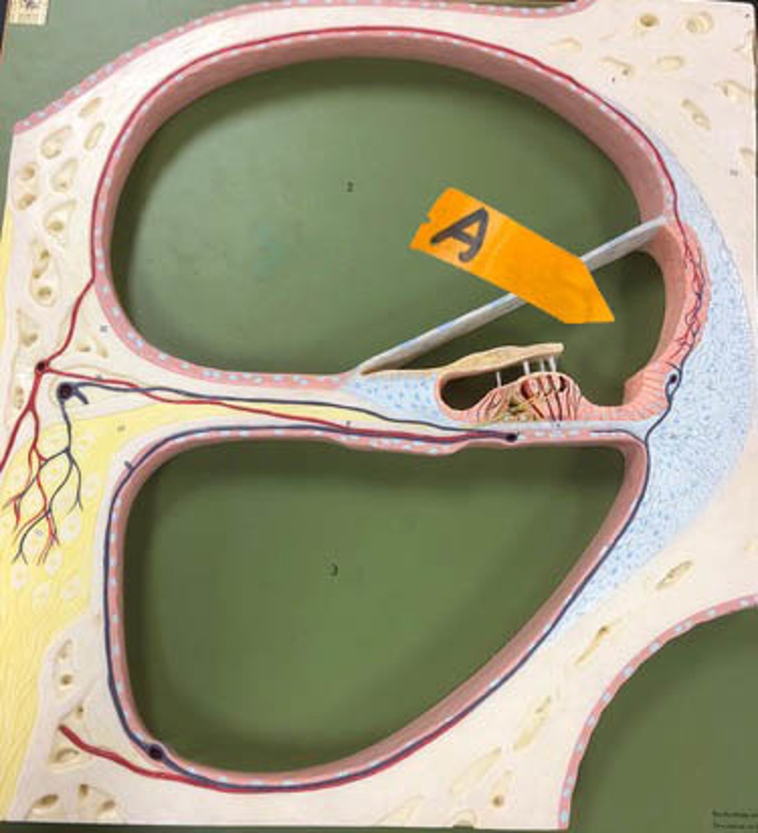 <p>Identify this compartment.</p>