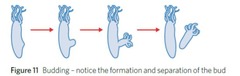 <p>A form of asexual reproduction where a new organism develops from an outgrowth or bud on the parent.</p>