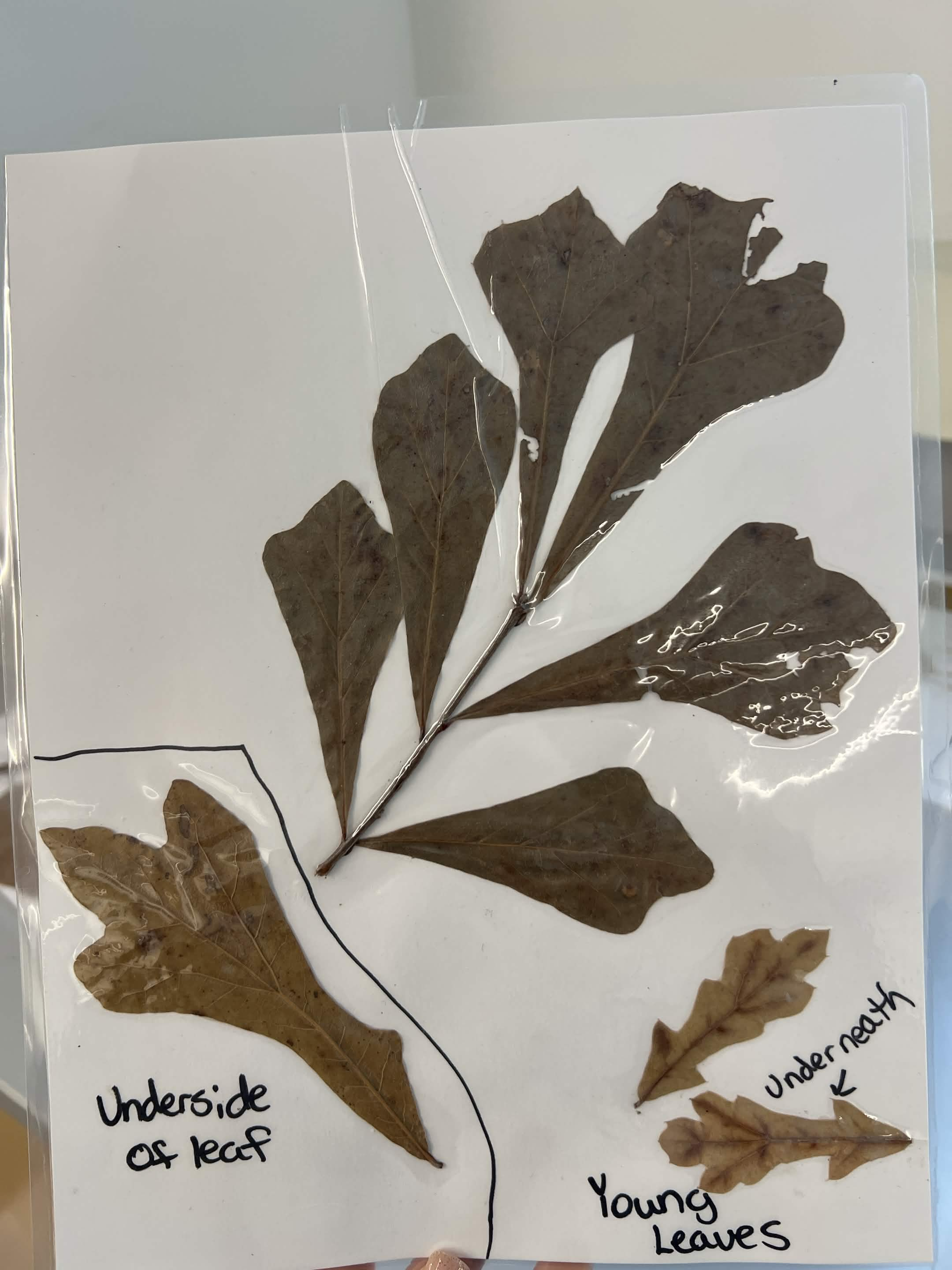 <p>Common name and scientific name?</p>