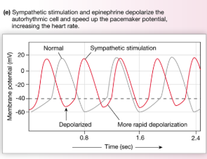 <p>Increase ion flow through both funny and Ca2+ channels to speed up the rate of pacemaker depolarization</p><p>→bind to beta 1 receptors to alter transport properties of the channels<br>→ cAMP is the messenger for funny channels and allows them to remain open longer = increased Na+<br>→ cAMP as a second messenger for Ca2+ channels</p>