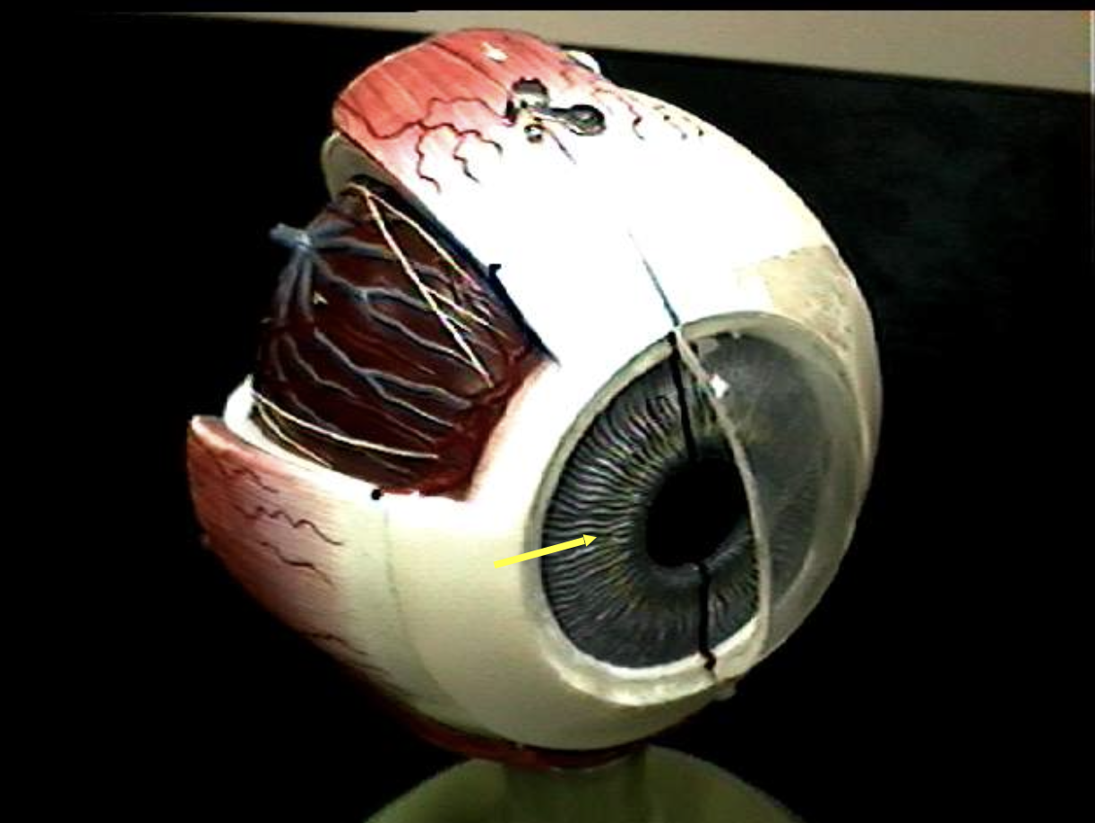 <p>Identify the eye parts. </p>