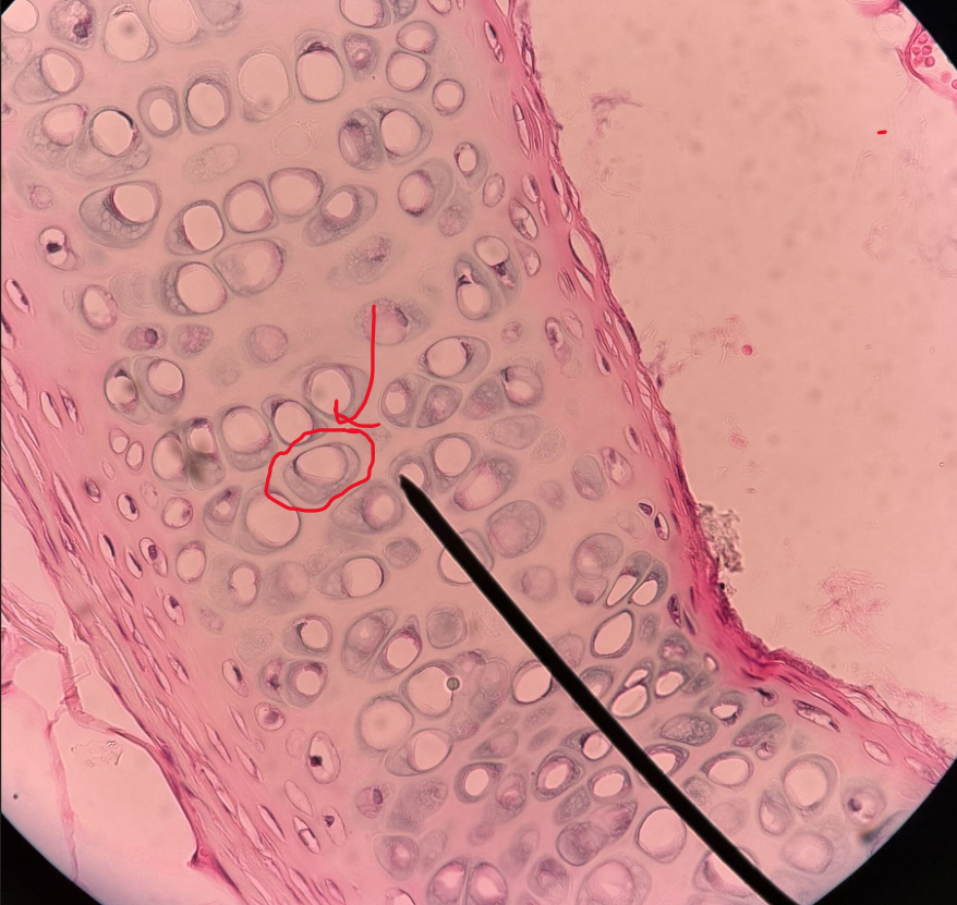 <p>ID structure</p>