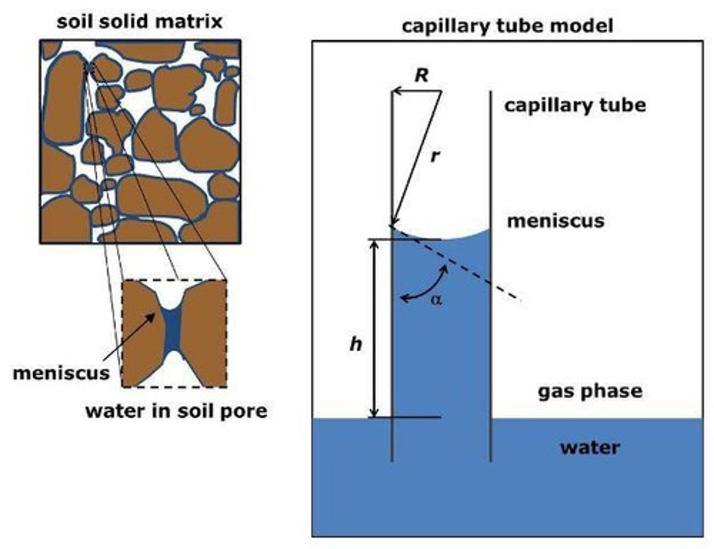 <p>Adhesion allows water to travel through dry soil and replace evaporated water.</p>