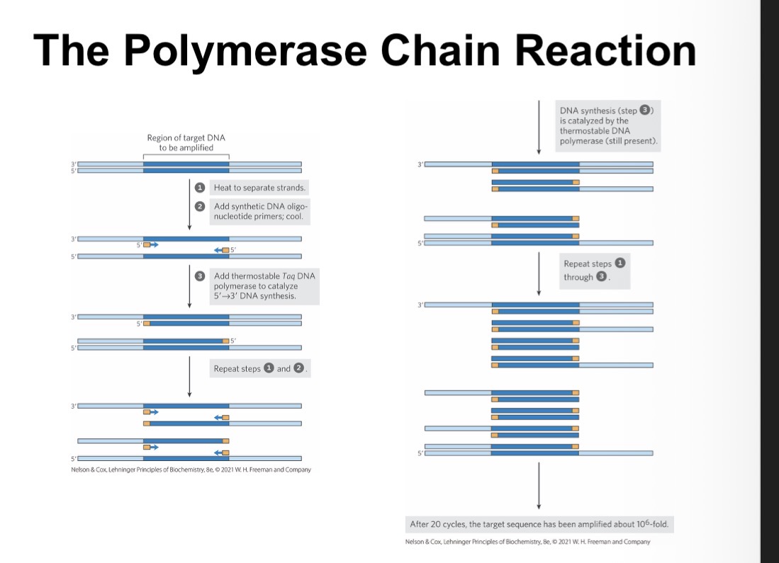 <p>method of amplifying DNA segments of interest</p><p>relies on <strong>DNA polymerases </strong>(enzymes that synthesize DNA from deoxyribonucleotides (dNTPs) using a DNA template)</p><p>DNA polymerases add nucleotides to the 3′ ends of preexisting strands called <strong>primers</strong></p><p></p>