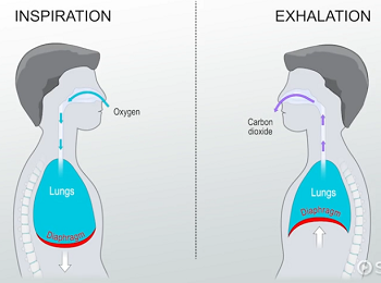 <p>high <strong>internal</strong> pressure → low <strong>atmospheric</strong> pressure</p><p>diaphragm <strong>relax upward</strong></p>