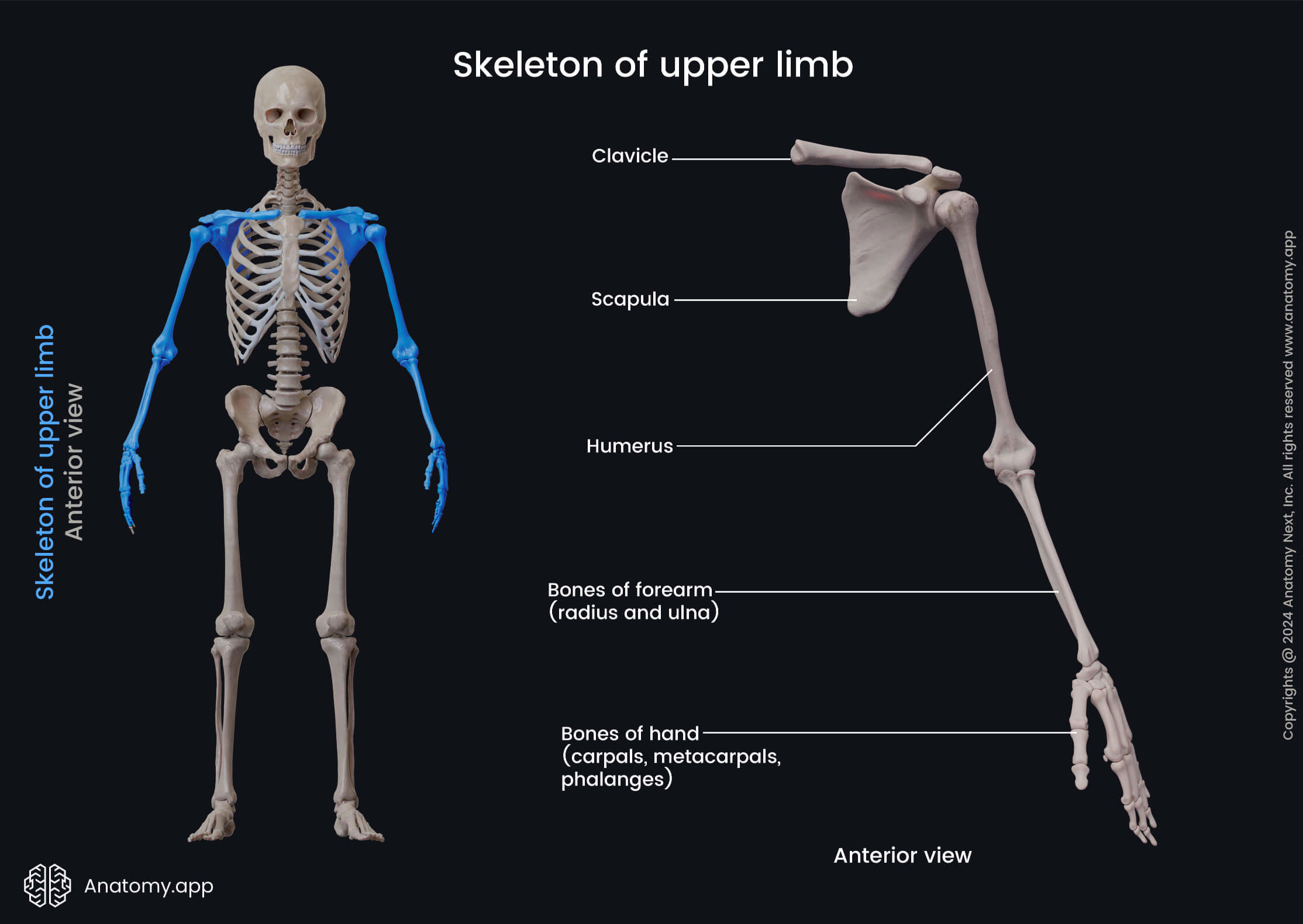 knowt flashcard image