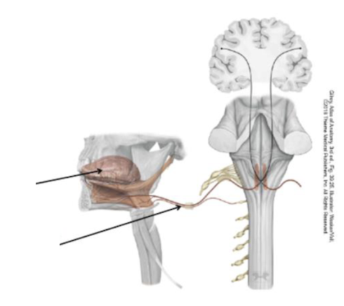<p>Identify + describe the nerve </p>