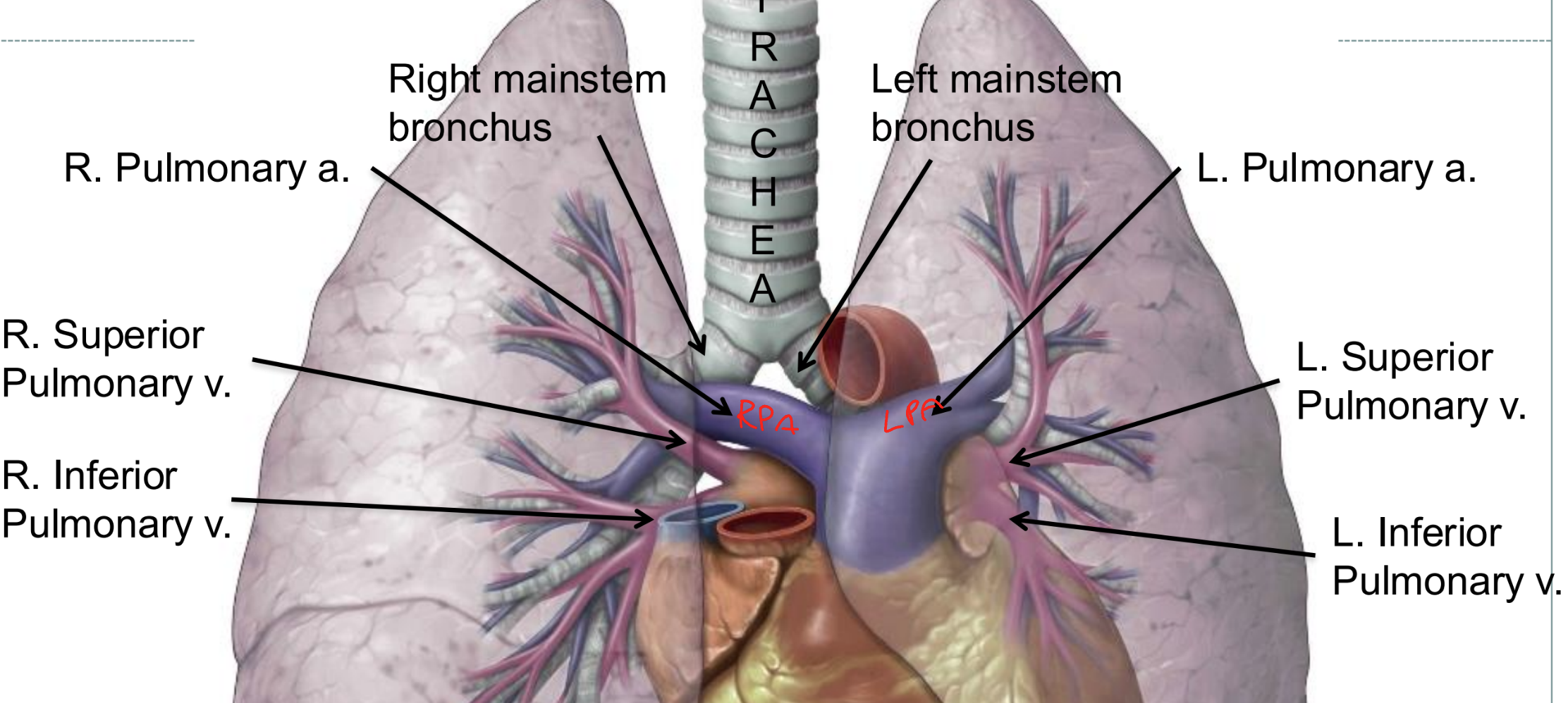 <p>group of structures from the lungs to the mediastinum</p>