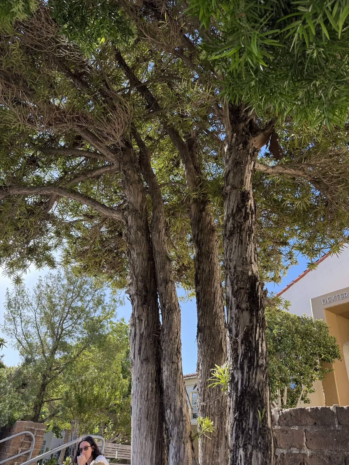 <p>Stiff broader leaves, leathery feel, Berry clusters on each other, Top is medium green v bottom is light green, bigger vein bark has vertical fibers</p>