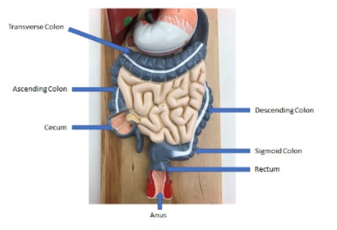 <p>descending colon, sigmoid colon, rectum, anus, cecum, ascending colon, transverse colon</p>