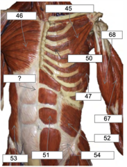 <p>51</p>