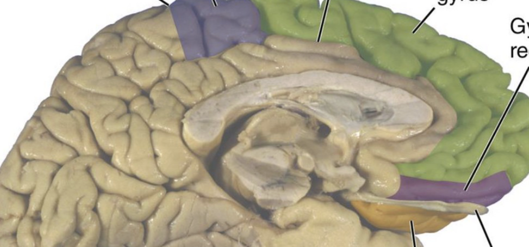 <ul><li><p>Anterior Paracentral Lobule</p></li><li><p>Orbital gyri</p></li><li><p>Olfactory Sulcus</p></li><li><p>Gyrus Rectus</p></li></ul><p></p>