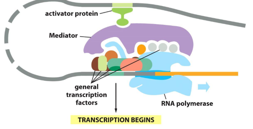 <p>Through the DNA looping around and meeting at a <u>Mediator</u>. The mediator is large and can touch both the core promoter and the Enhancer/Repressor.</p><p></p>