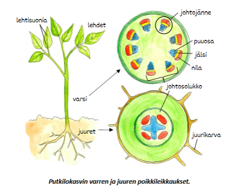 <p>tehtävät ? </p>