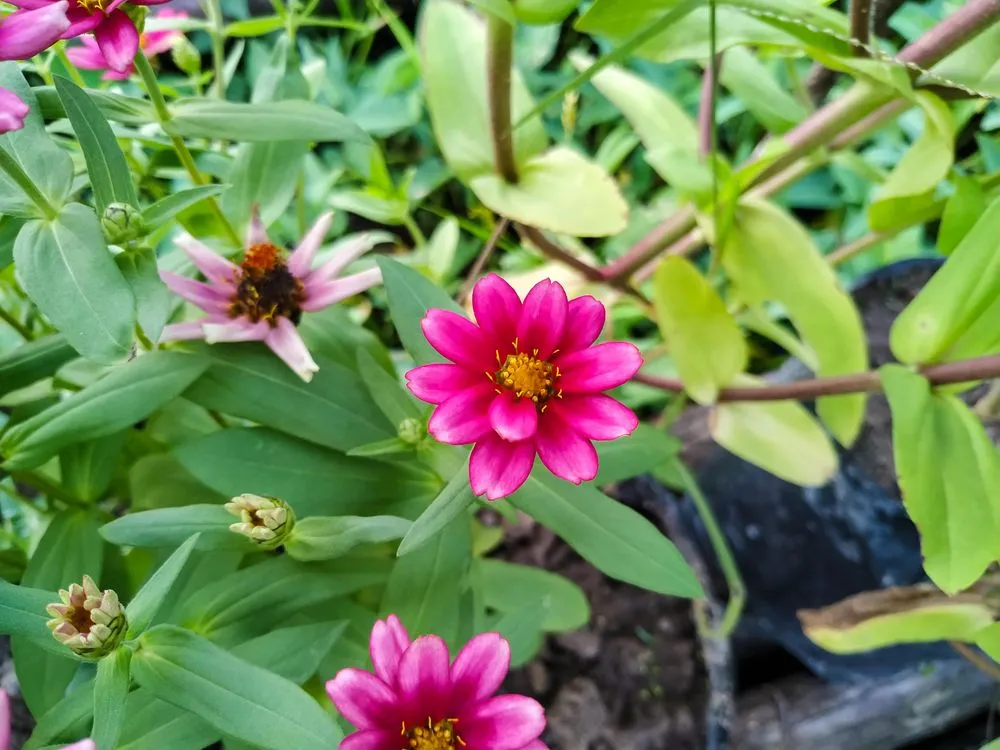<p>Asteraceae Zinnia marylandica </p>