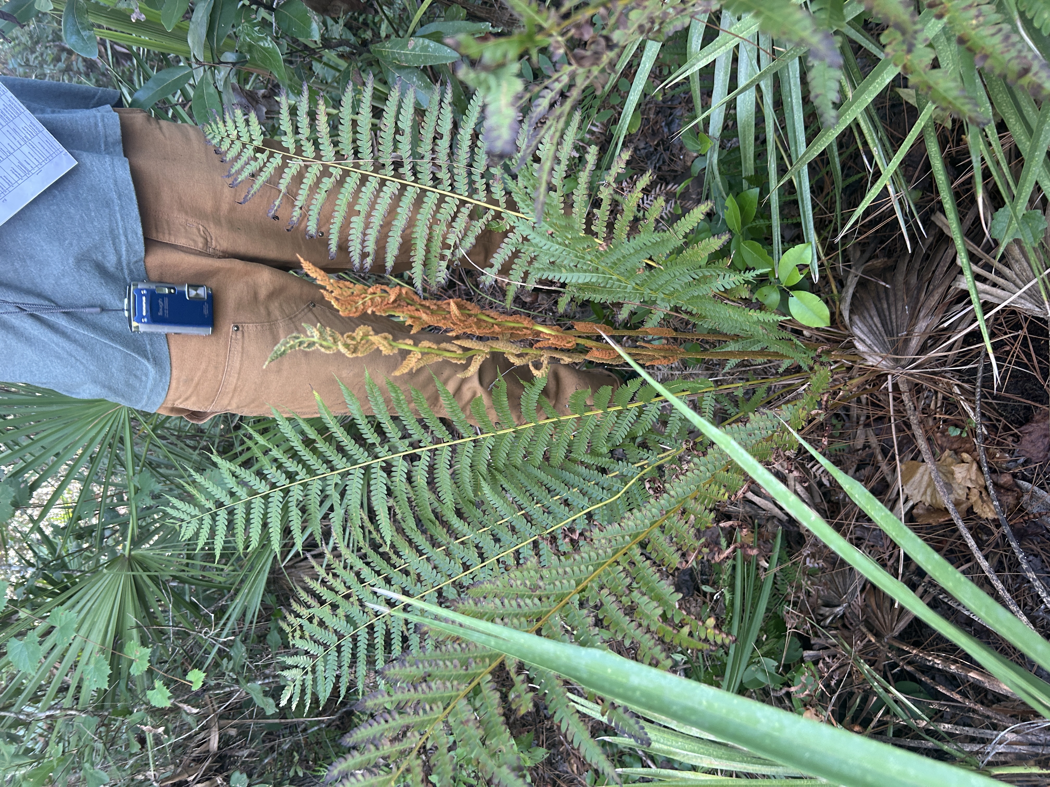 <p>Large fern. Tufts of cinnamon-brown hairs at base of leaflets. Fertile eaf showy, cinnamon-colored.</p>
