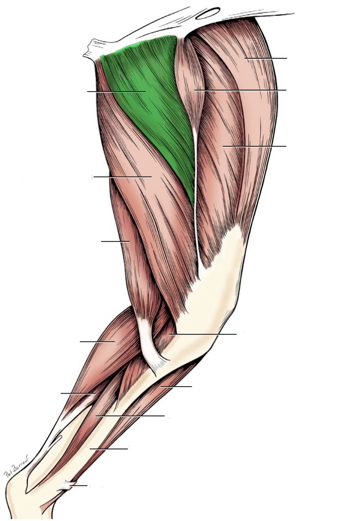 <p>action- adduct limb, extend hip</p><p>origin- pelvic symphysis, ischiatic arch, ventral pubis &amp; ischium</p><p>insertion- middle femur</p><p>innervation- obturator n</p>