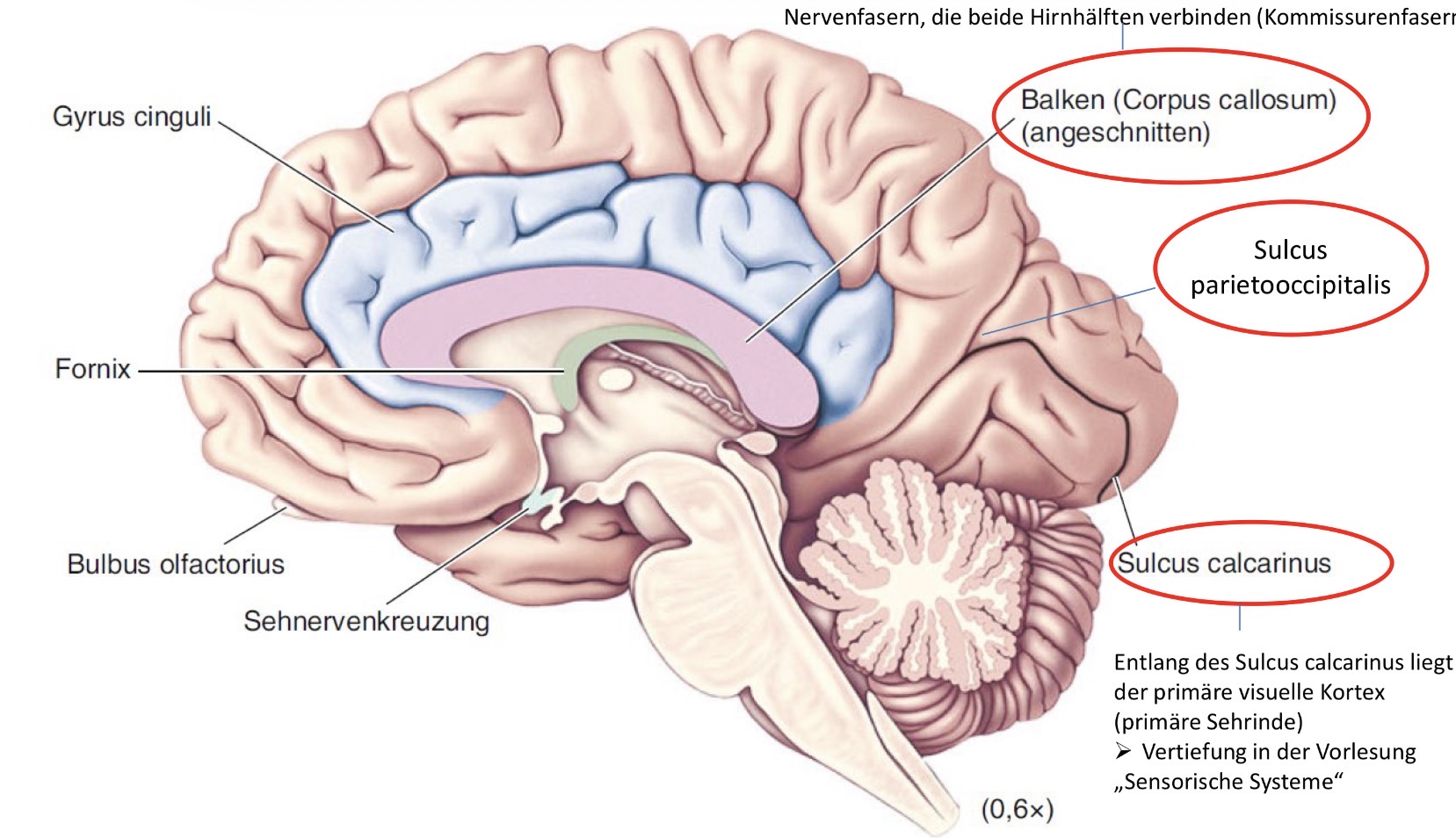 <p>Lagebeziehung!</p><p>Achtung: Die verschiedenen Lappen selbst stellen keine Frontallappen Parietallappen funktionellen Einheiten dar</p><p>Die abgrenzbaren funktionellen Einheiten werden durch cytoarchitektonisch definierte Areale innerhalb der jeweiligen Gyri gebildet</p><p>Frontallappen:</p><p> Gyrus precentralis: Primärer Motorkortex</p><p> Gyrus frontalis inferior: Sprachproduktion</p><p> Rest: Exekutivfunktionen, Persönlichkeit</p><p>Parietallappen</p><p> Gyrus postcentralis: Somatosensorik</p><p> Rest: Lage von Objekten, Lesen, Rechnen</p><p>Temporallappen:</p><p> Gyri temporales transversales und Gyrus temporalis superior: auditiver Kortex</p><p> Posteriorer Gyrus temporalis superior: Sprachverständnis</p><p> Gyrus temporalis inferior: Erkennung von optisch wahrgenommenen Objekten</p><p> Medialer Temporallappen: Gedächtnis</p><p>Occipitallappen: Verarbeitung visueller Reize</p>