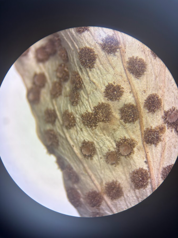 <ul><li><p><strong>Diploid tissue</strong> (sporangium walls)</p></li><li><p>Inside: <strong>spore mother cells </strong>(diploid)</p><ul><li><p>Undergo <strong>meiosis</strong> → haploid spores</p></li></ul></li><li><p>Found on backside of fronds (fern leaf)</p></li></ul><p></p>