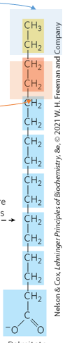 <p>What is this molecule found at the end of fatty acid synthesis </p>